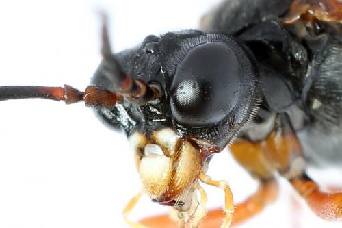 Tenthredo sp.
